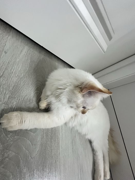 Продам кота белого