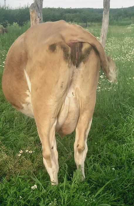 Vand vaca Baltata Romaneasca gestanta in 2 luni