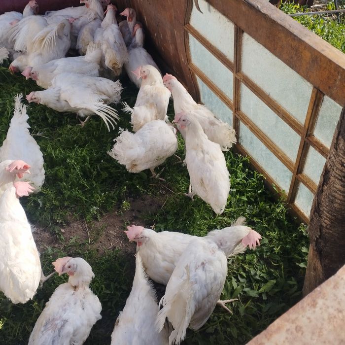 курицы куры несушки