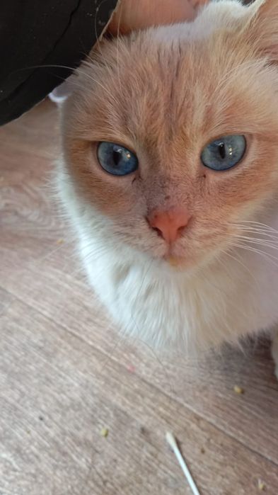 Кот породистый спасенный