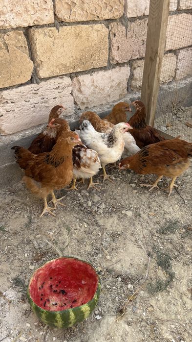 Продам курица срочно