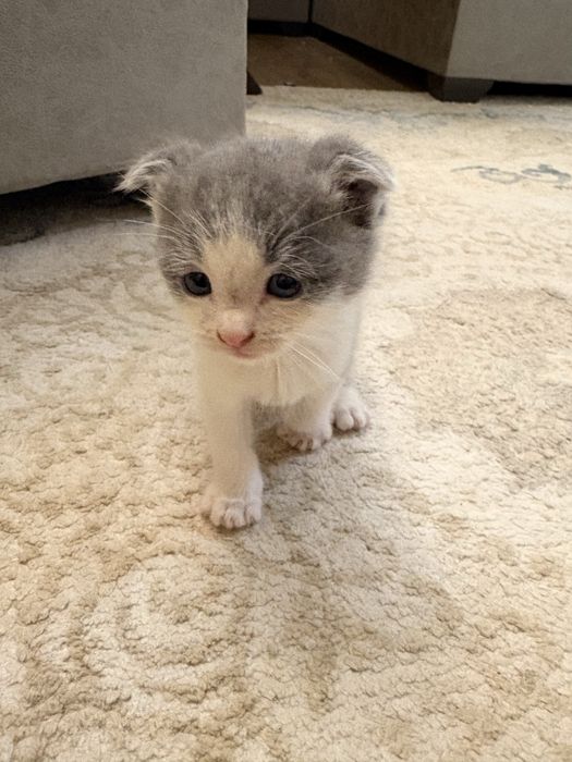 Mushuk Scottish Fold