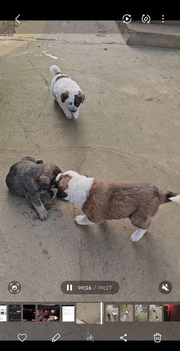 Щенки  в хорошие руки