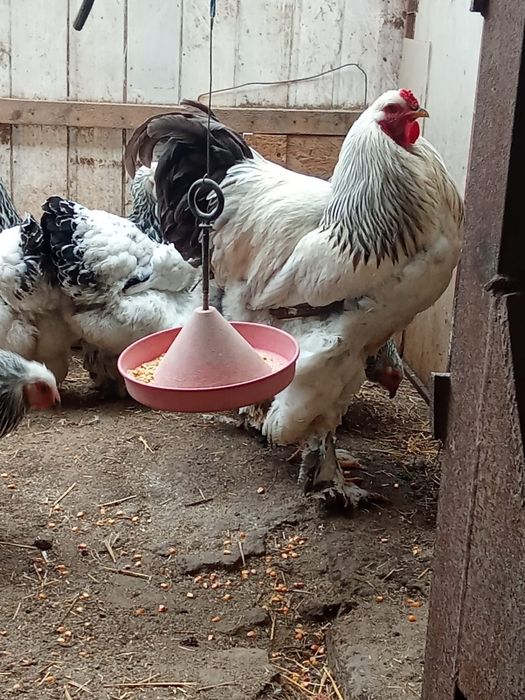 Oua gaini brahma herminat deschis