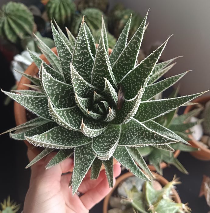 Cactuși și suculente exemplare mari