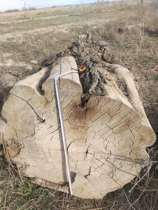 Продам Карагач брёвна