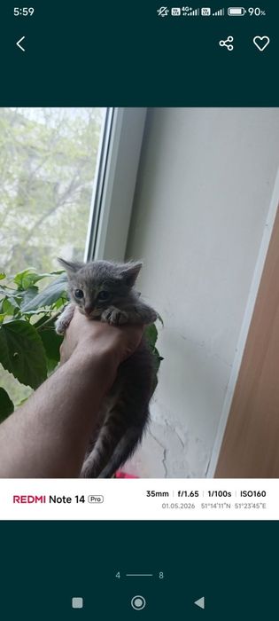 Срочно отдам котят один мальчик две девочки