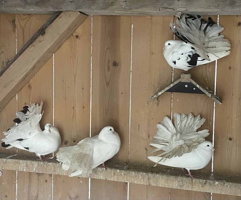 Porumbei voltați de vânzare