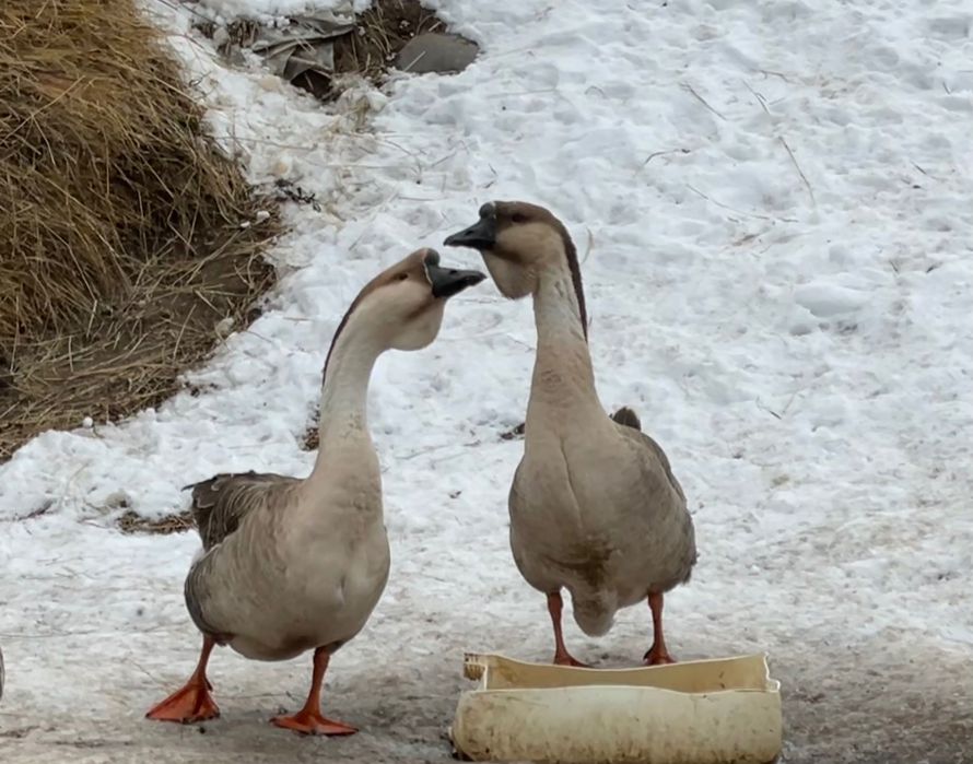 Capra alpină franceza, pereche gaste americane sau doar gansac, cocosi
