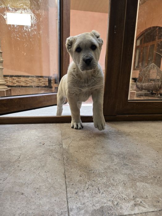 Чистокровная собака породы "Туркменский Алабай"