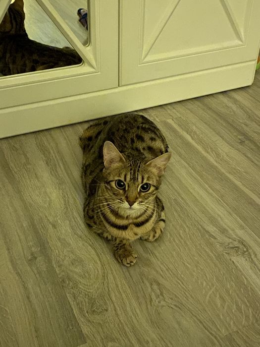 Бенгальская кошка в добрые руки