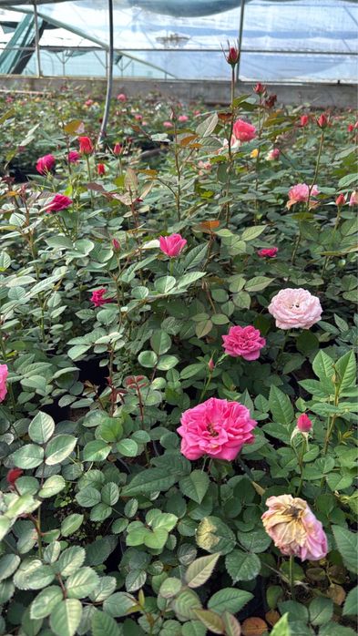 Цикламен, роза оптом багада