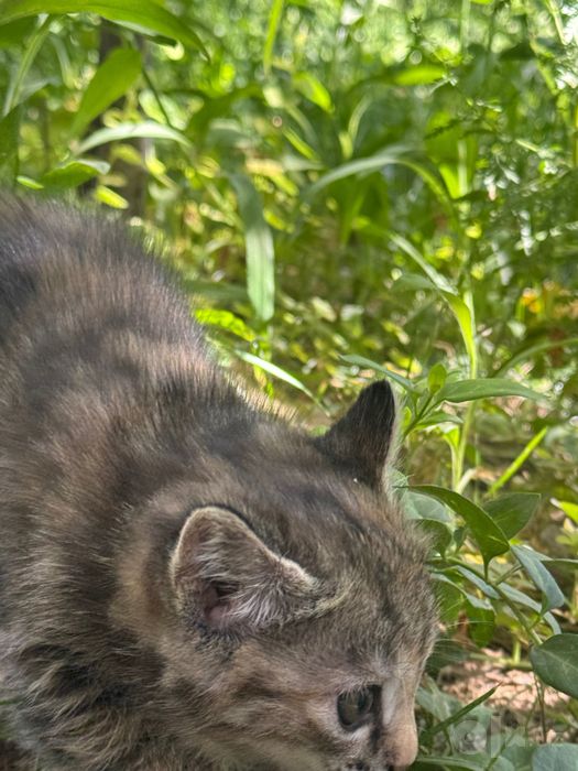 Кошки, mushukcha