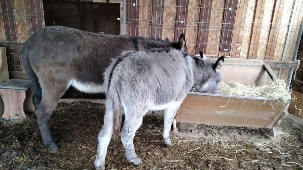 Măgar și măgăreata