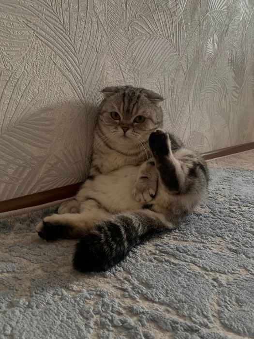 Шотландский кошка