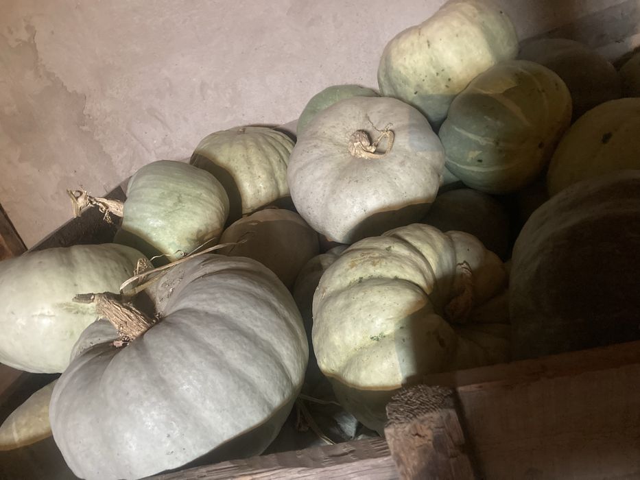Продается тыква по 80 тг