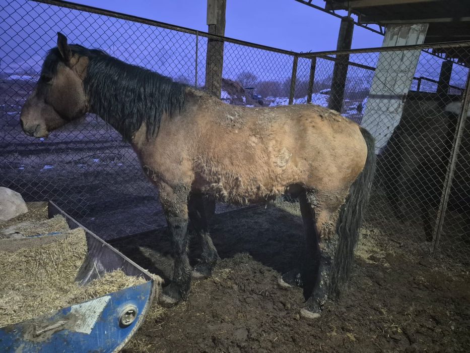 Продам Лошадь откормленный