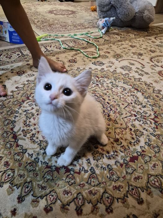 Отдам котенка бесплатно