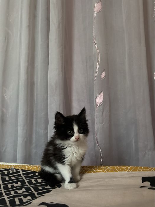 Котенок ищет добрые руки