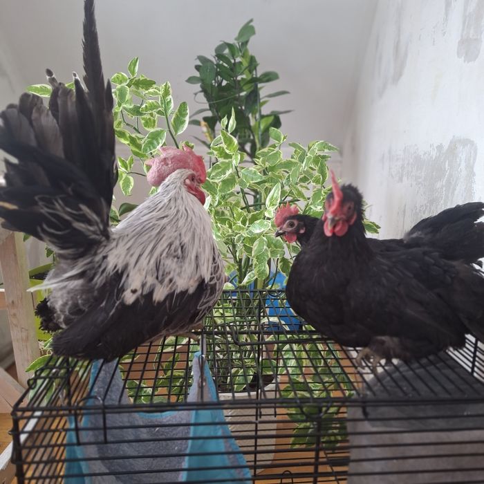 Декоративные курочки шабо