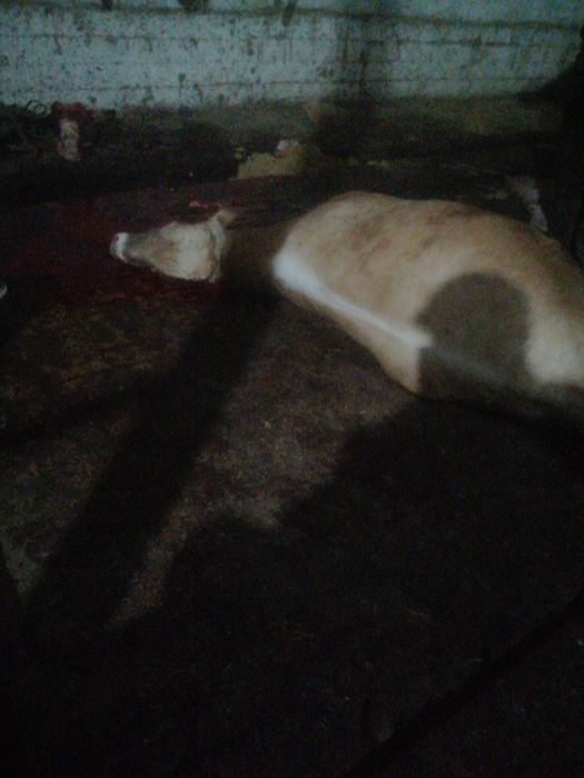 Мал аламыз сойылатын