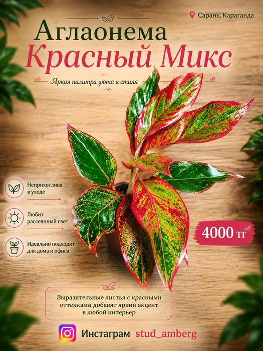 Аглаонема разная 2
