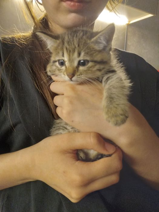 Котята очень активные