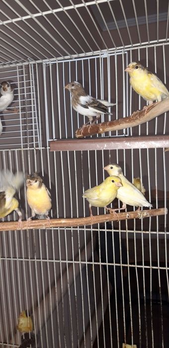 Канареек разных окрасов
