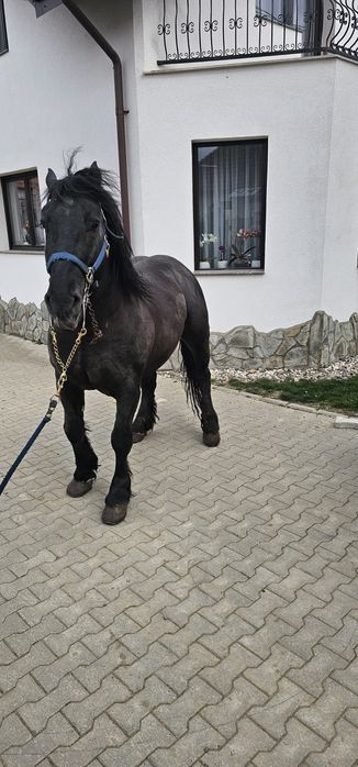 Vând sau Schimb 2 armasari