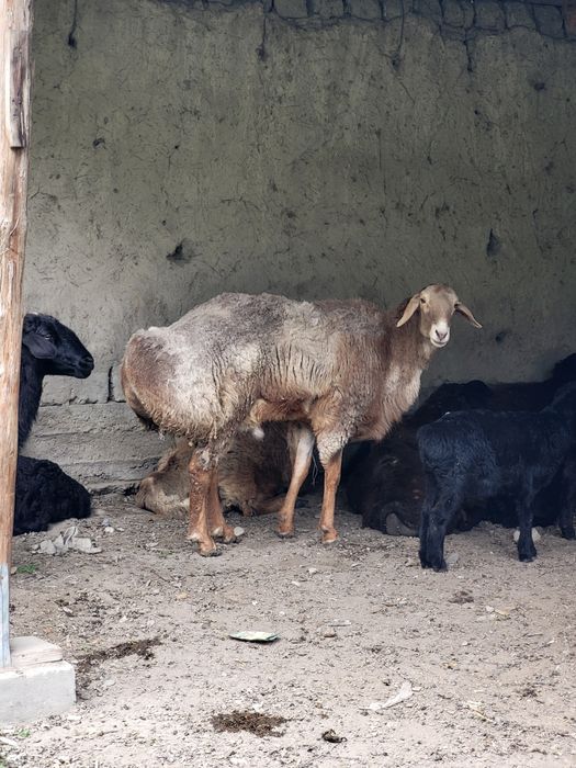Hisori elita qo‘chqor zotini olish uchun