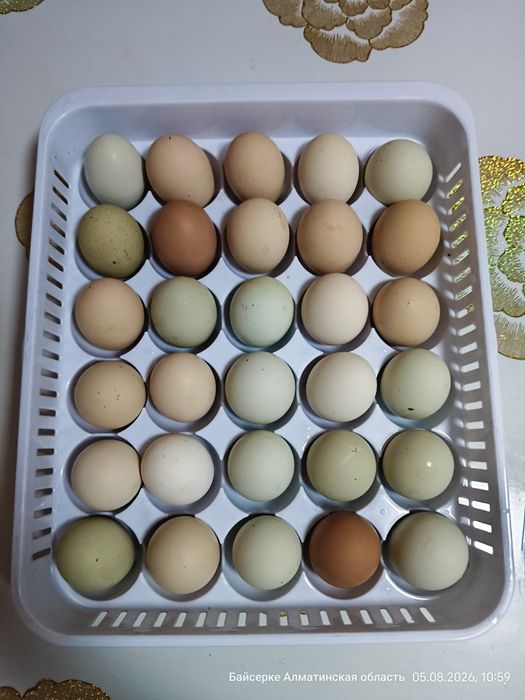 Продам домашние яйца