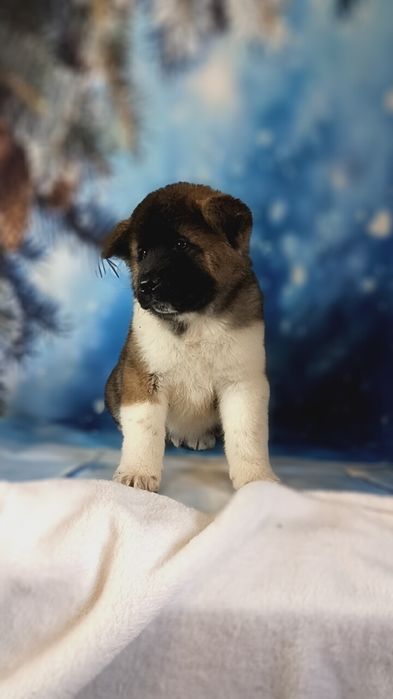 Американские Акиты мальчики