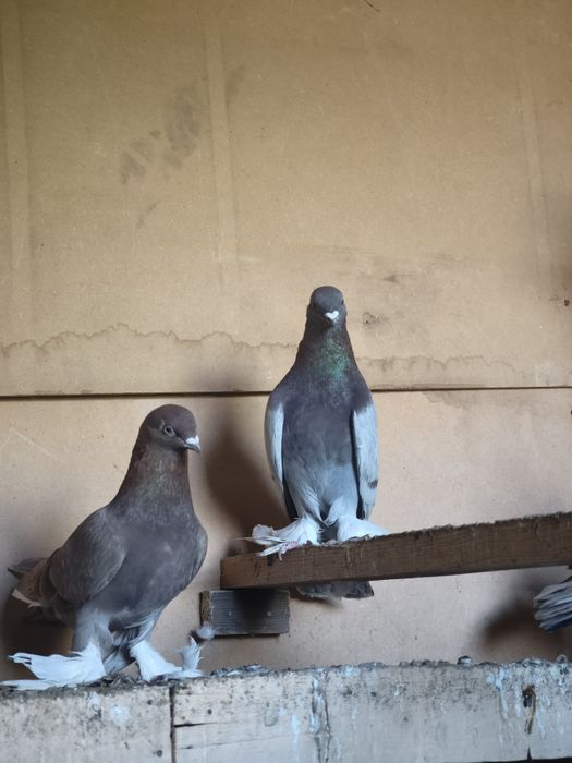 Серенвый и пакистанцы