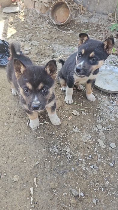 Тегін  алып кетсениз болады бесплатно