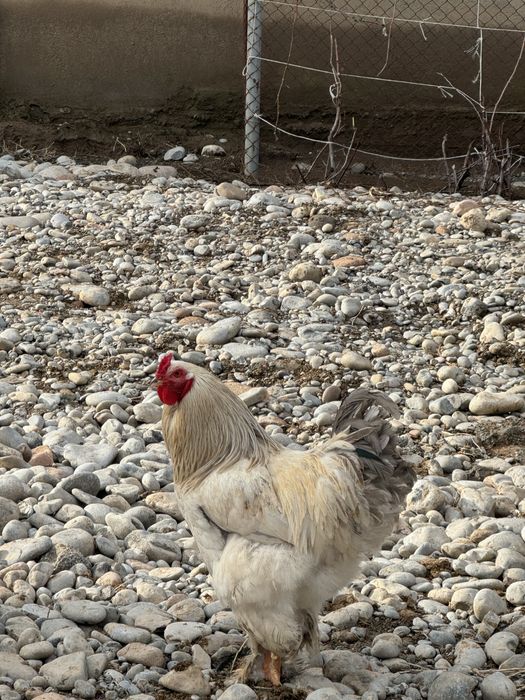 Брама сатылады Майскийлар. Таза канды ыры семыз