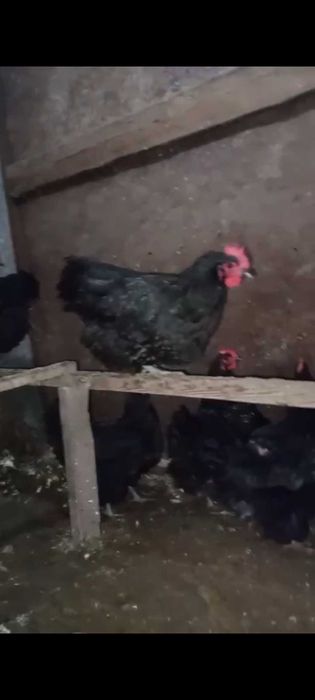 Продам домашних кур