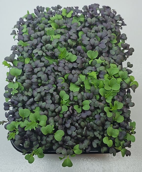 Микрозелень в наличии