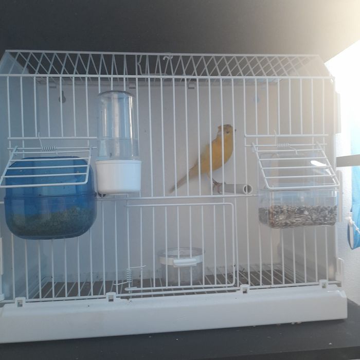 Vând Timbrado spaniol