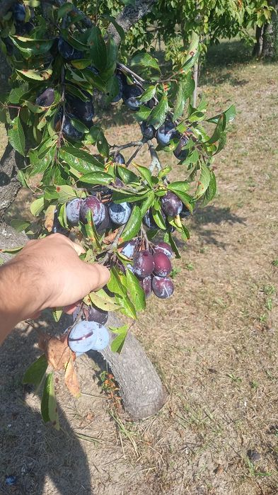 Prune:  Negre Argeș