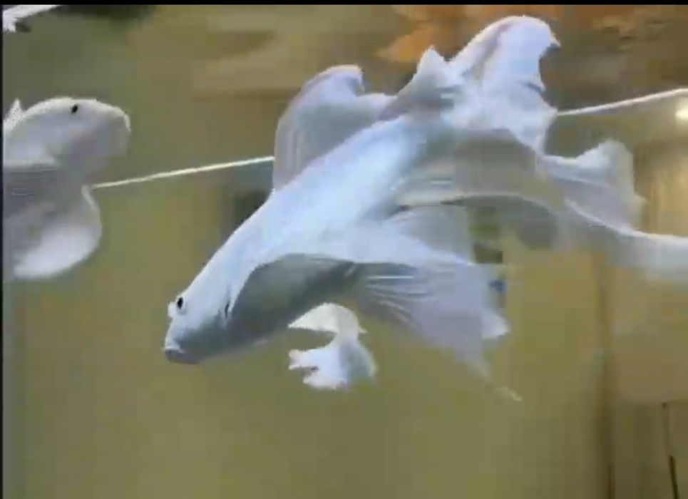 Коя платина гигант