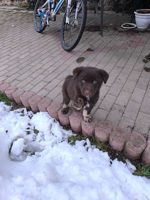 Donez un câine de talie medie.