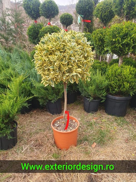 Tuia smaragd extra calitate, 180m-2m, Leylandii chiparos Leylandii