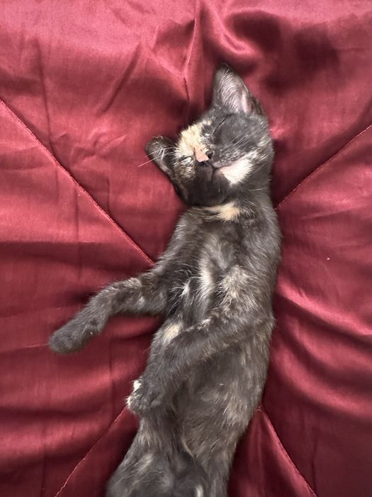Кошка бесплатно девочка