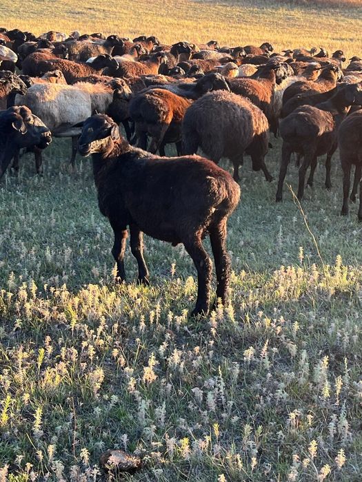 Гудермесская 21 А,семіз қойлар-Жирные бараны продаются