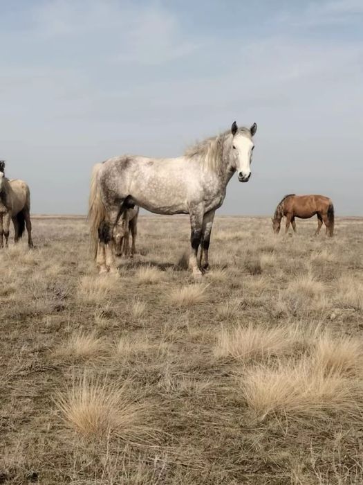 Айғыр сатылады..