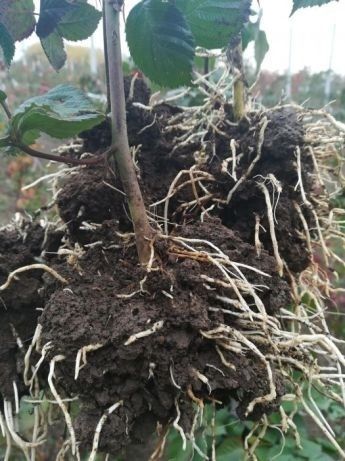 Material saditor: butasi mur si zmeur