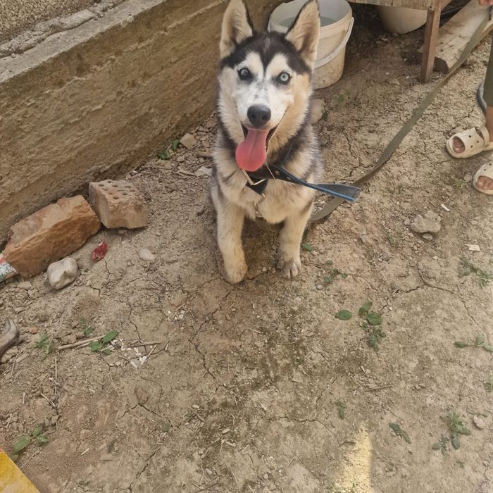 Продается хаски