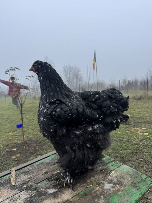 Oua cochichina bobat