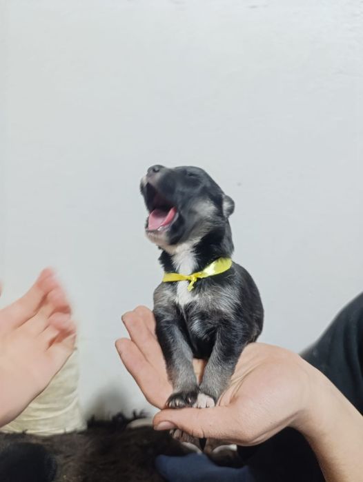 Красивые и классные щенки