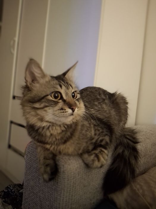 Пушистый кот 1год